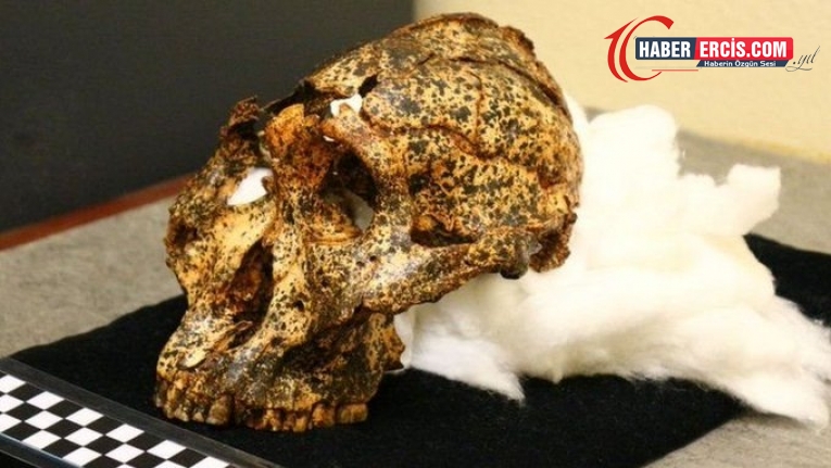 Güney Afrika’da 2 milyon yıllık insansı kafatası bulundu