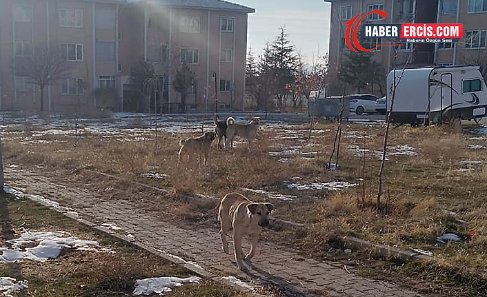 Erciş'te başı boş hayvanlar tehlike saçıyor