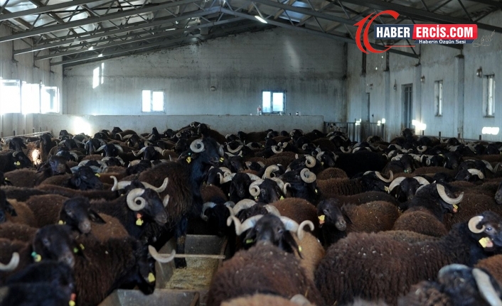 Siirt'te 250 koyun çalındı