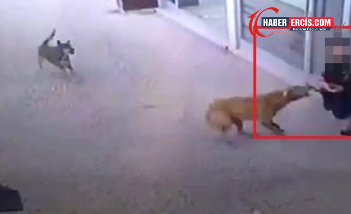 Van’da köpeklerin saldırısına uğrayan çocuk yaralandı