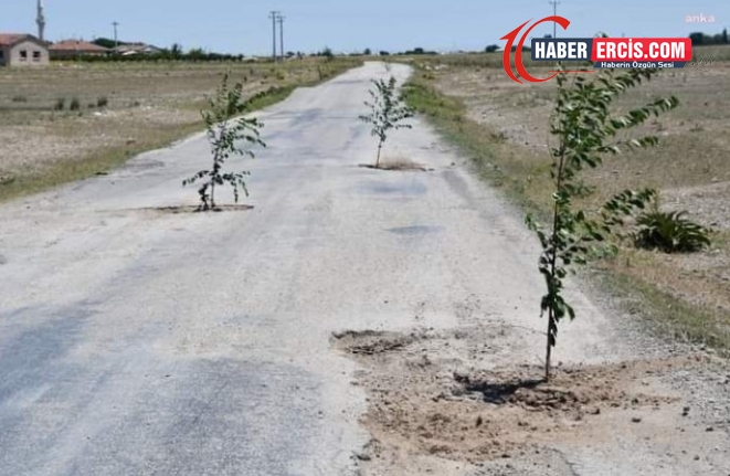 Belediyeye tepki için yoldaki çukurlara ağaç diktiler
